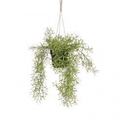 Kunstplant Mica Rhipsalis hangend in pot groen Ø9,5cm 40x20cm
